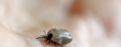 Maladie de Lyme : les tiques attaquent