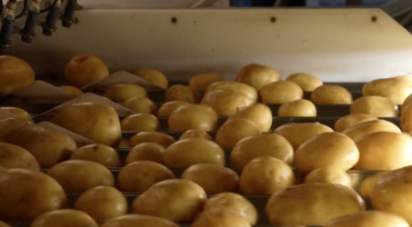 La patate fait peau neuve : un marché en pleine ébullition