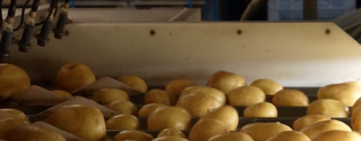 La patate fait peau neuve : un marché en pleine ébullition