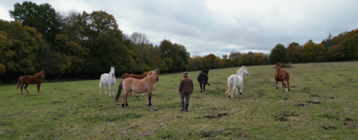Un jour, un doc : Les animaux au cœur des guerres entre voisins