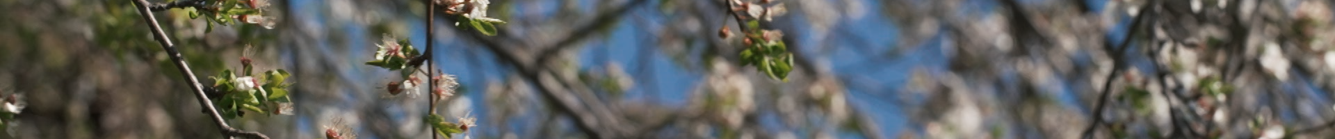 Allergies : toujours plus tôt