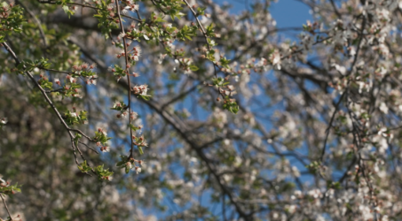 Allergies : toujours plus tôt