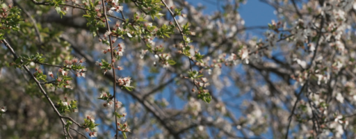 Allergies : toujours plus tôt